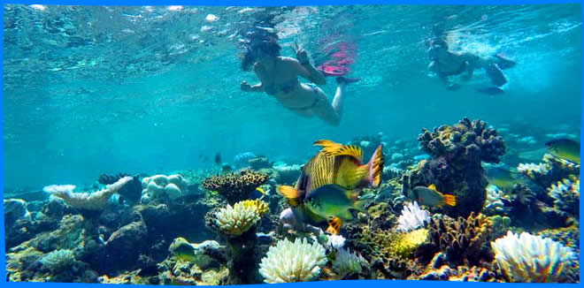 Best Dives Maldives Лидирующий Центр Дайвинга и Водных Видов Спорта в Южной Азии