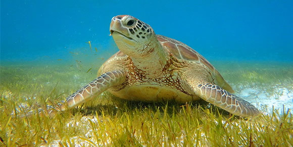 Дайвинг И Снорклинг с Зелеными Морскими Черепахами в Hurawalhi Maldives
