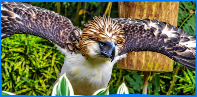 Давао - филиппинский орел