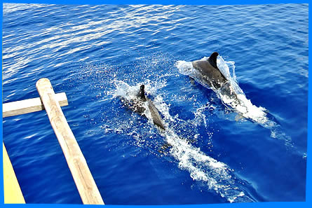 Дельфины в море Сулу