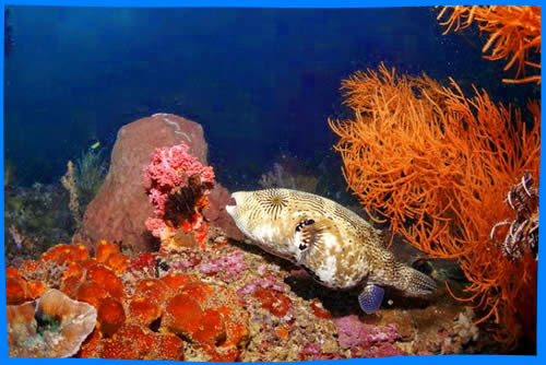 Подводный Мир и морская жизнь боракая