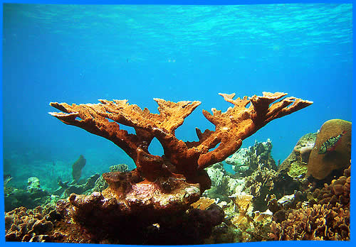 Экосистема Кораллового Рифа, Сейшельские Острова Подводный Мир