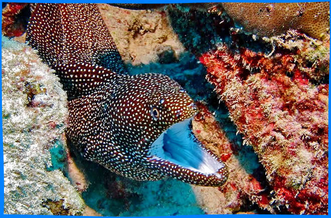 Сейшельские Острова Подводный Мир, Сейшелы Достопримечательности
