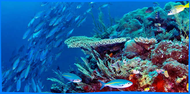 Экосистема Кораллового Рифа