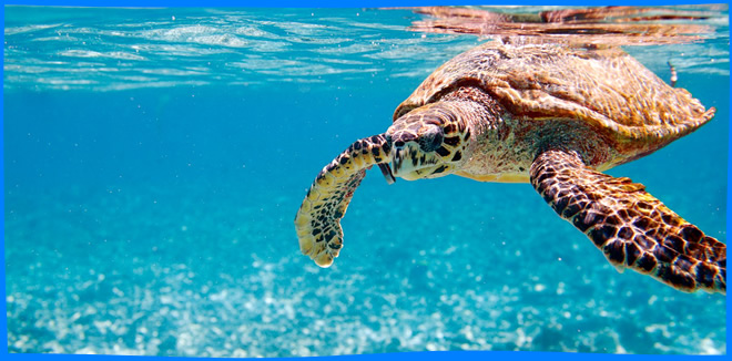 Морские Черепахи в Сейшелах