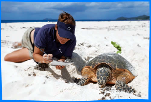 черепаха на пляже откладывает яйца