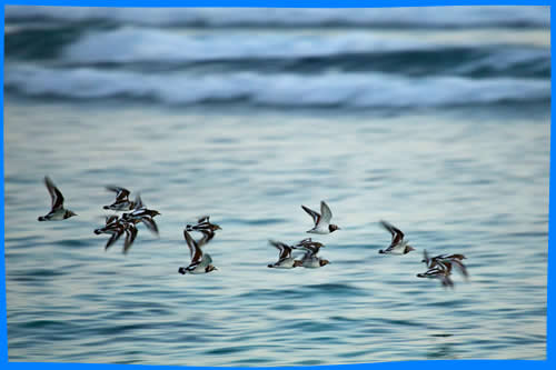 стая морских птиц над Индийским океаном 