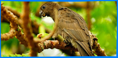Птицы Сейшельских Островов