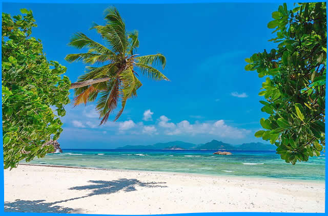 пальма и вид острова Праслин с пляжа анс северэ
