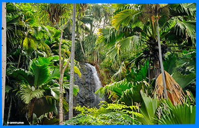 водопад и красивый пальмовый лес 