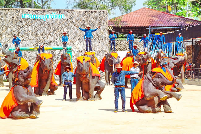 шоу слонов в Тропический Сад Нонг Нуч & Культурная Деревня