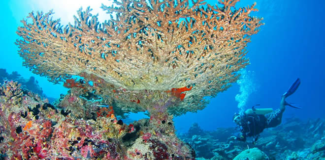 Экосистема Кораллового Рифа