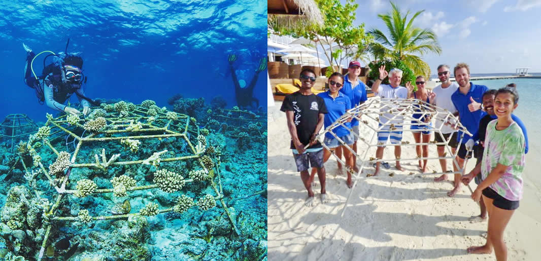 Восстановление Кораллового Рифа в Amaya Kuda Rah Maldives