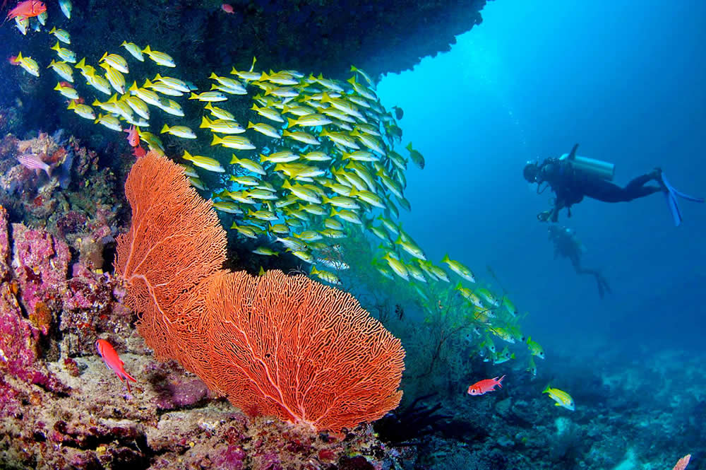 a rare red coral maldives