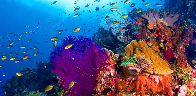 Устойчивость Мальдивских Рифов