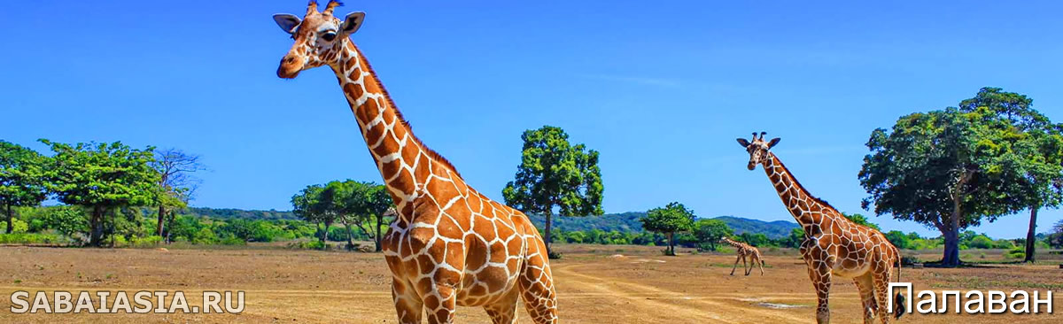 Калауит Сафари Парк, Бусуанга, Достопримечательности Coron, жирафы, африканское
