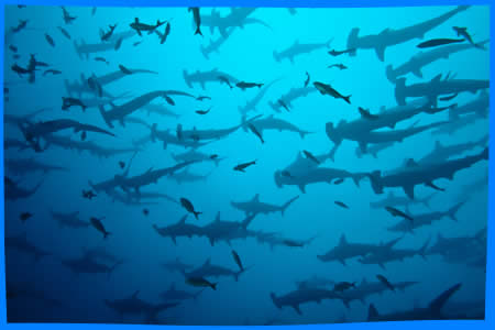 акулы молоты филиппины дайвинг