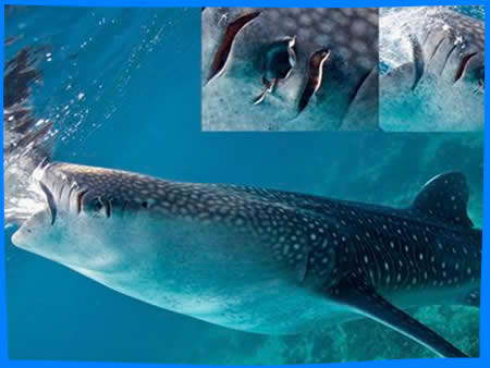 Особенности Поведения & Телесные Повреждения  китовых акул