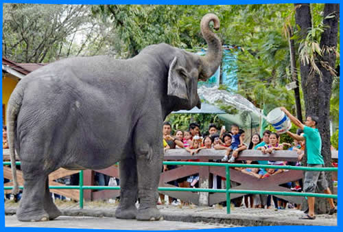 Зоопарк в Маниле