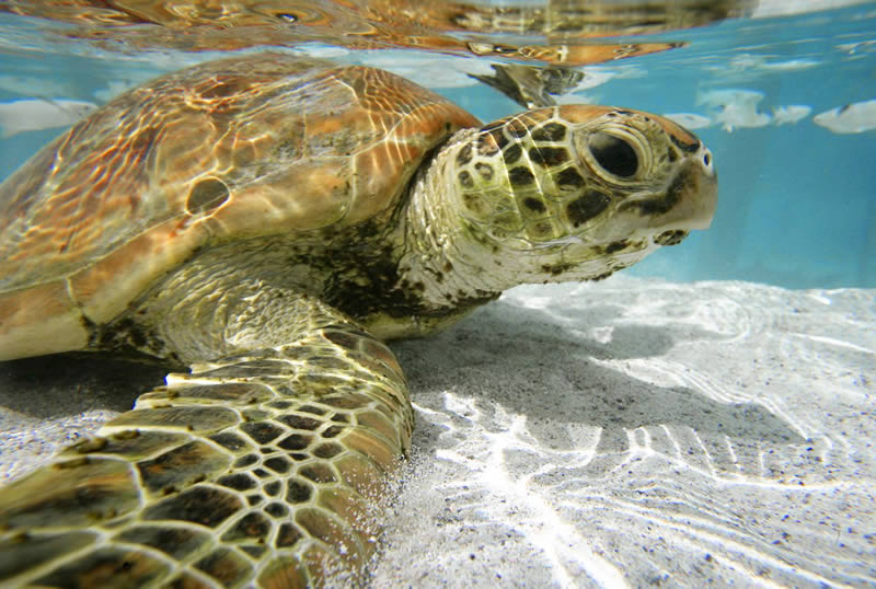 Национальный Морской Парк Святой Анны - Маэ снорклинг-морская черепаха бисса