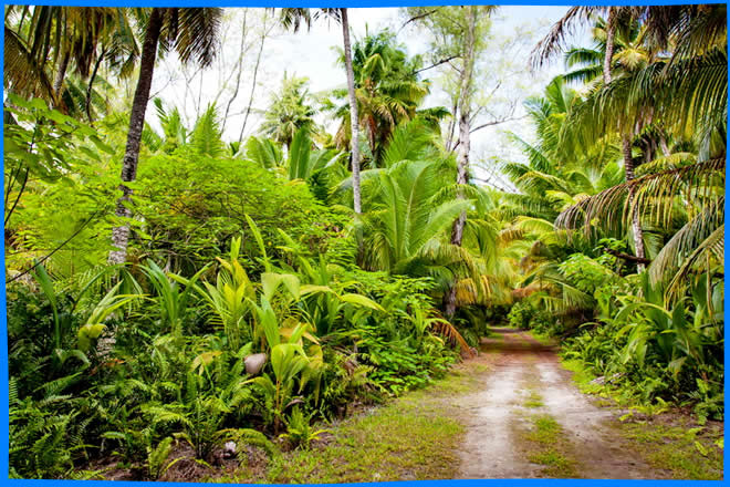 остров дерош тропический лес пальмы деревья