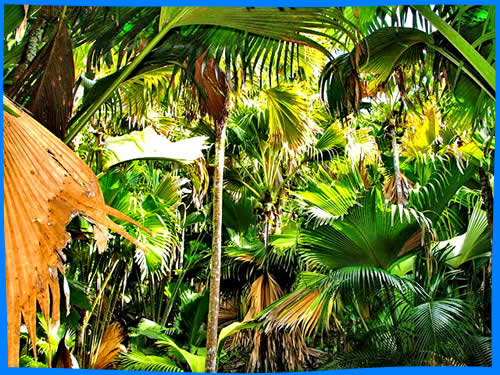 Пальмовый Лес - Особенности в Сейшелах