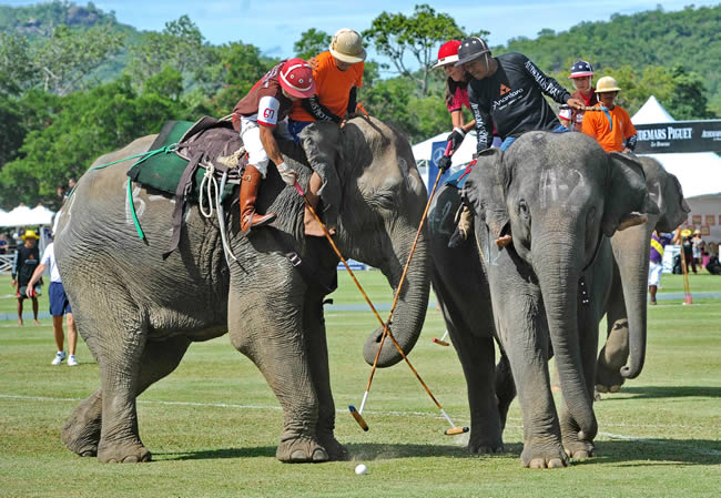 Поло на слонах за Кубок Короля таиланда