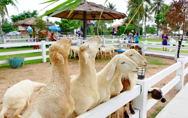 Овцеферма Pattaya Sheep Farm