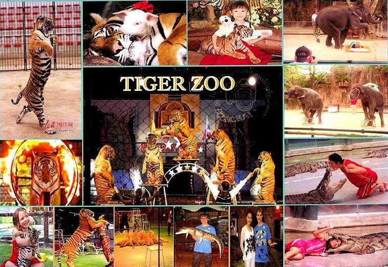 Тигровый Зоопарк Сирача в Паттайе